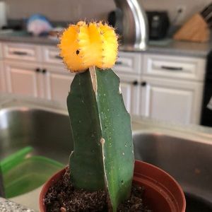 Meet your Posher, Rose